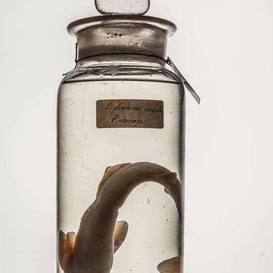 IES_CARDENALCISNEROS_CIENCIASNATURALES_159