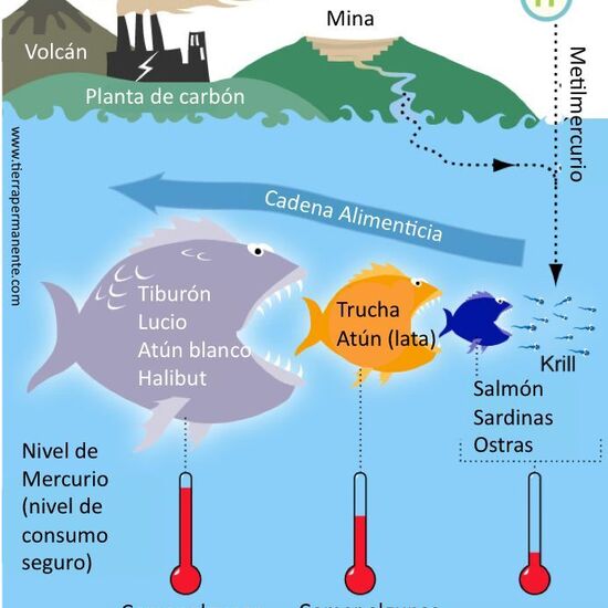 Cadena trófica mercurio