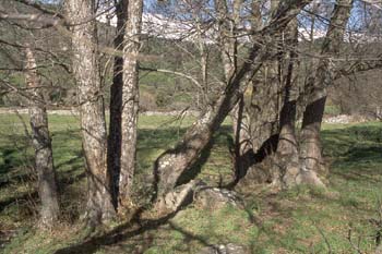 Aliso - Tronco (Alnus glutinosa)