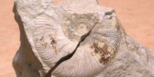 Ammonites sp. (Molusco-Ammonites) Jurásico