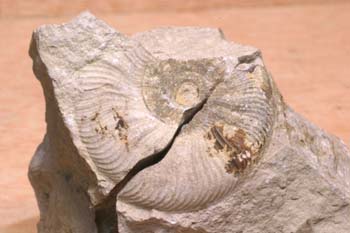 Ammonites sp. (Molusco-Ammonites) Jurásico