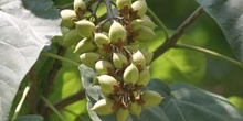 Paulonia (Paulownia tomentosa)