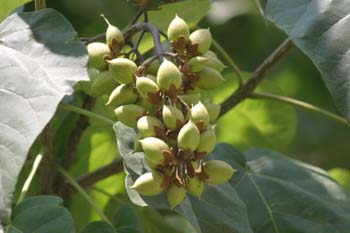 Paulonia (Paulownia tomentosa)