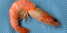 Langostino