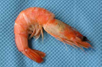 Langostino