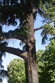 Cedro llorón - Tronco (Cedrus deodara)