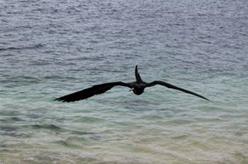 Rabihorcado Real en vuelo, Fregata Magnificens, Ecuador