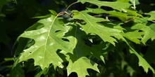 Roble rojo (Quercus shumardii)