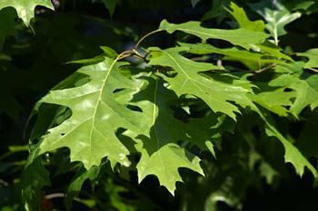 Roble rojo (Quercus shumardii)
