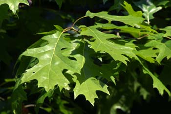 Roble rojo (Quercus shumardii)