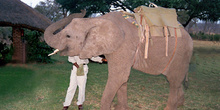 Elefante domesticado, Zimbabwe