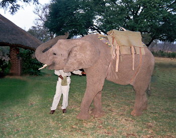 Elefante domesticado, Zimbabwe