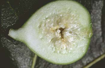 Higuera - Flores (Ficus carica)