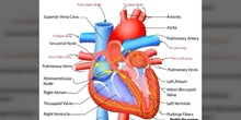 Dissection of the heart
