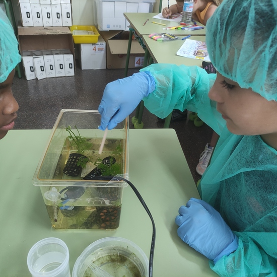 Día 17 - alimentando a nuestras larvas (foto 1)