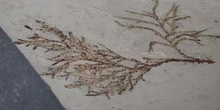 Chamaecyparis europea (Conífera) Mioceno
