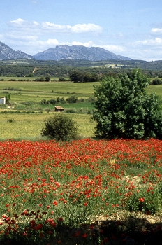 Primavera en la sierra de Guara, Huesca