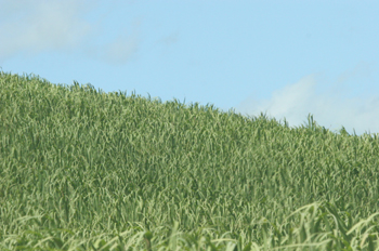 Plantación de caña de azúcar, Pernambuco, Brasil