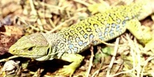 Lagarto ocelado (Lacerta lepida)