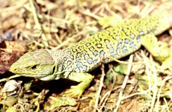 Lagarto ocelado (Lacerta lepida)