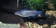 Pez gato (Ictalurus melas)