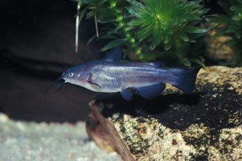 Pez gato (Ictalurus melas)