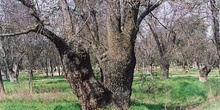 Fresno de hoja estrecha - Bosque (Fraxinus angustifolia)