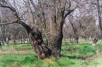 Fresno de hoja estrecha - Bosque (Fraxinus angustifolia)