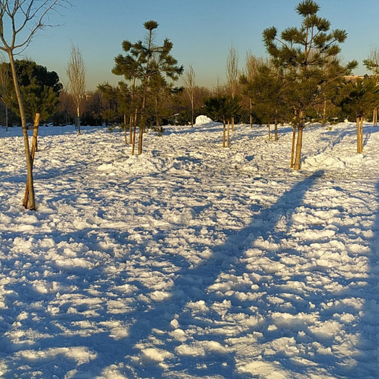 Fotografías Filomena 18