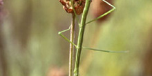 Insecto palo (Bacillus rossius)