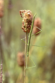 Insecto palo (Bacillus rossius)