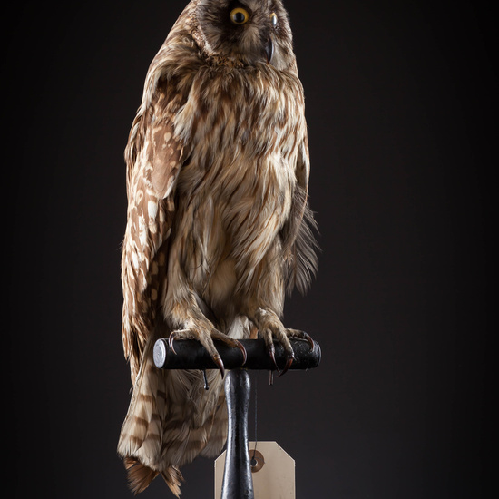 IES_SANISIDRO_MUSEO_Aves_053