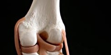 Articulación de la rodilla