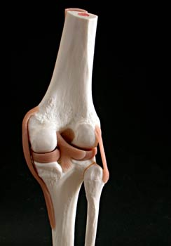 Articulación de la rodilla