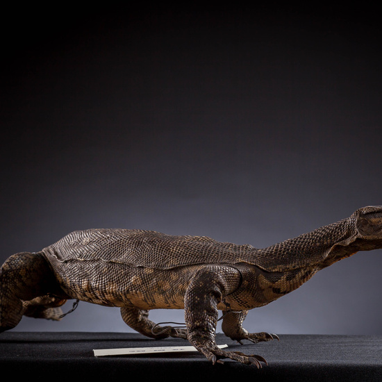 IES_SANISIDRO_MUSEO_Zoolgía_030