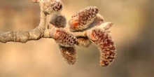 álamo blanco - Flor masc. (Populus alba)