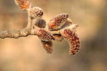 álamo blanco - Flor masc. (Populus alba)