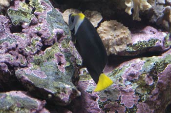 Pez Angel (Centropyge sp)