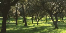 Encina - Bosque (Quercus ilex)