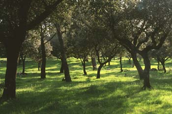 Encina - Bosque (Quercus ilex)