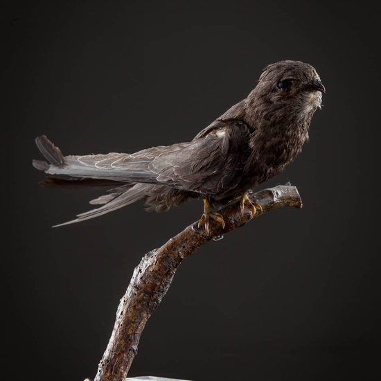 IES_ISABELLACATOLICA_BIOLOGIA_550