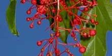 Flor de árbol ornamental en Perth, Australia