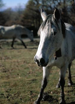 Imagen con mínima profundidad de campo