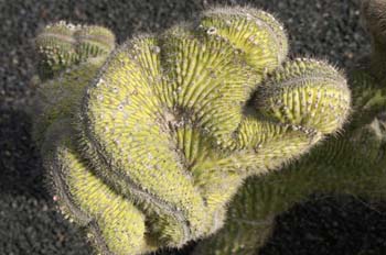 Cleistocactus buchtierrii