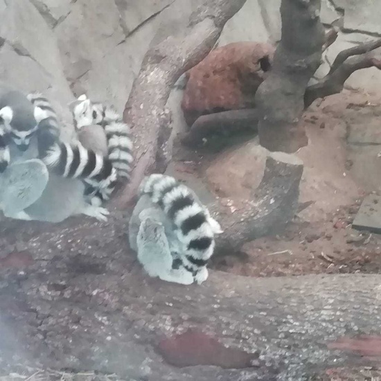 Parque de la Naturaleza. Faunia. 5º Curso. 29