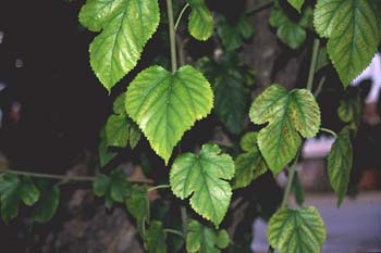 Morera - Hoja (Morus alba)