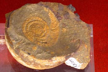 Nautilus - Devónico