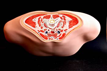 Sección superior  tercio torso