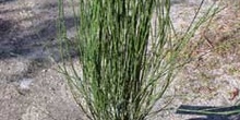 Arbusto, Retama de escoba (Cytisus hybriden)