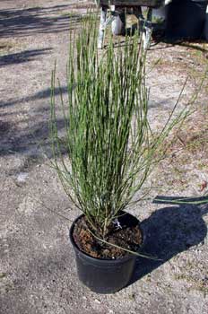 Arbusto, Retama de escoba (Cytisus hybriden)